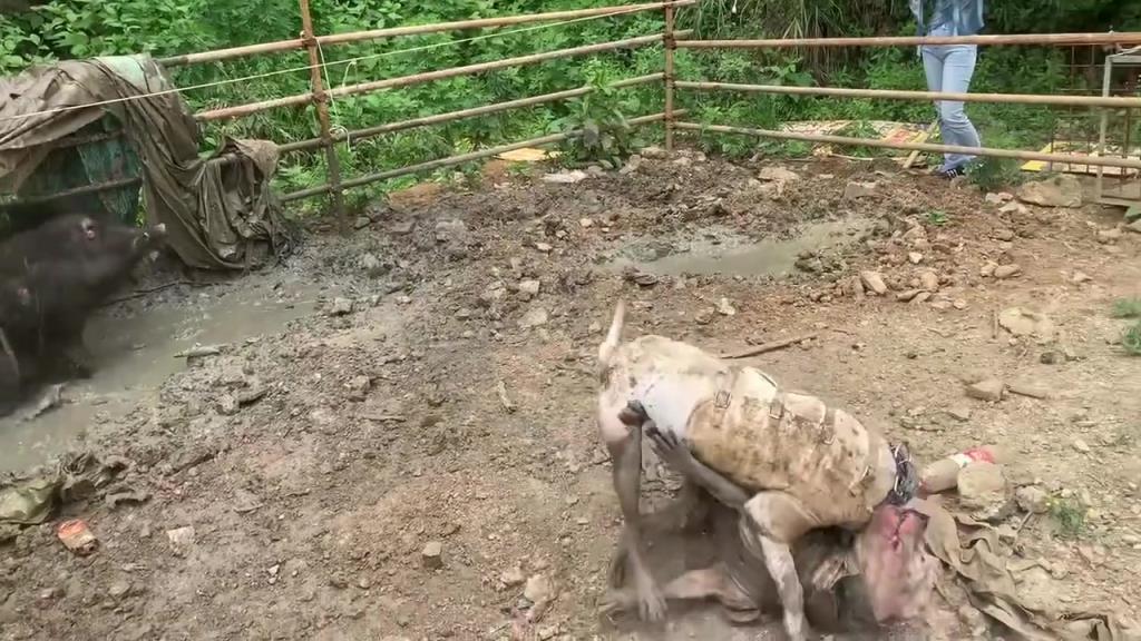 這狗是不是野豬的幫手?。? title=