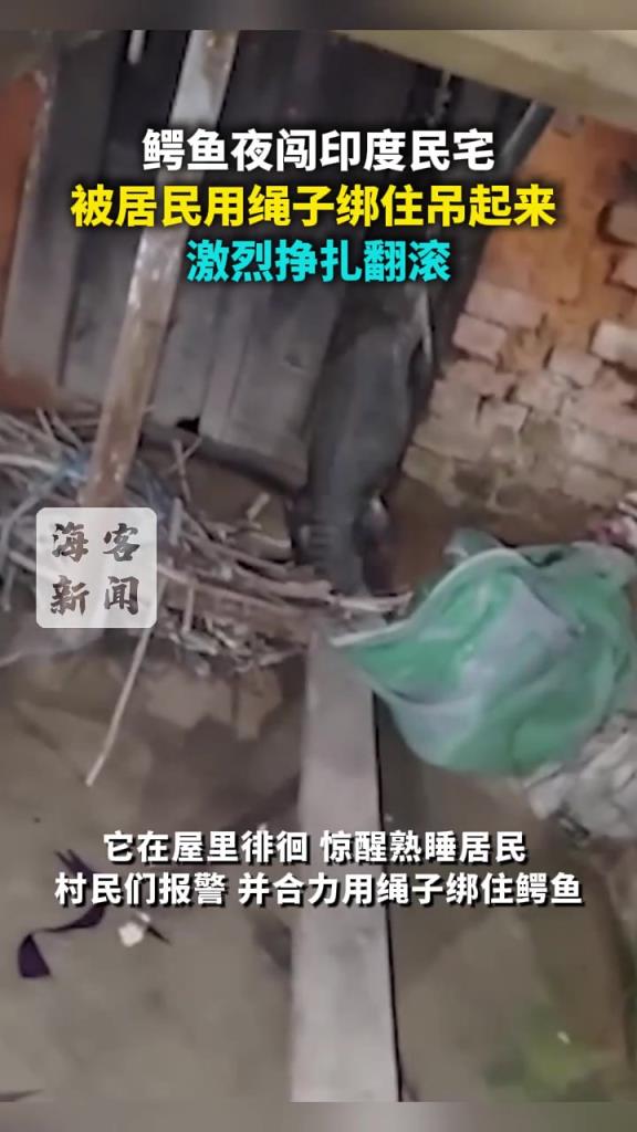 鳄鱼夜闯印度民宅,被居民用绳子绑住吊起来,激烈挣扎翻滚!!!