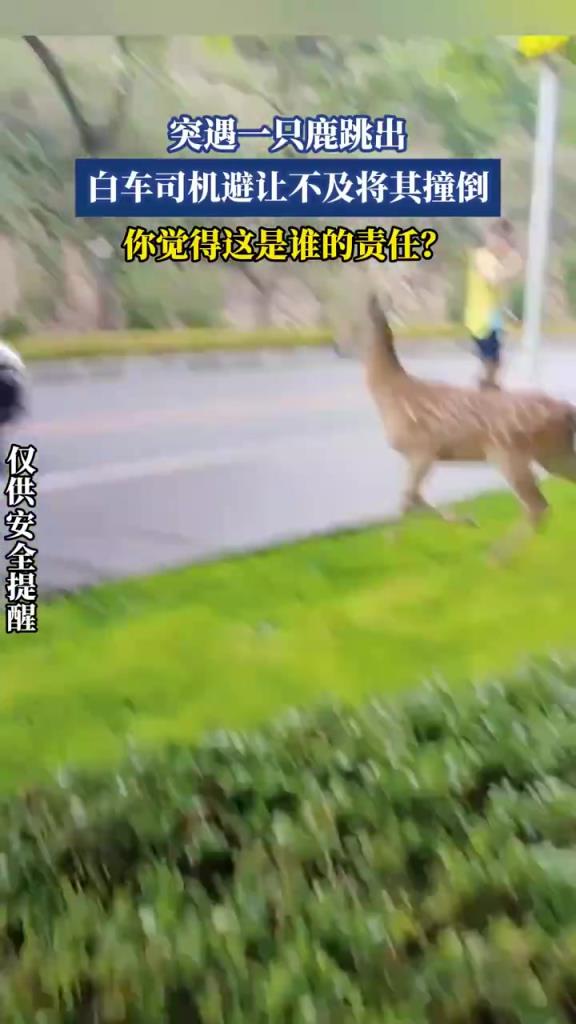 突遇一只鹿跳出，白车司机避让不及将其撞倒