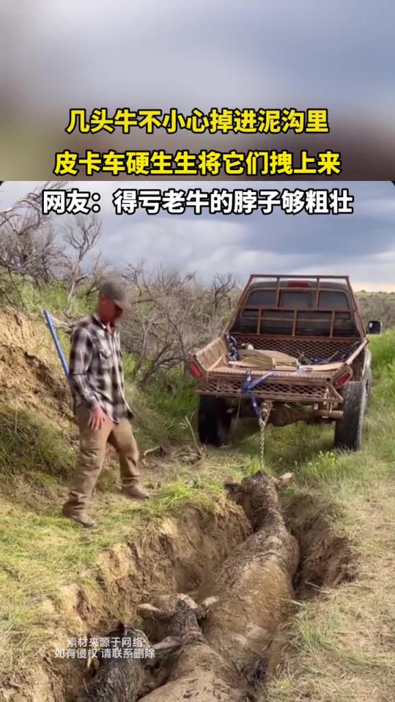 几头牛不小心掉进泥沟里,皮卡车硬生生将它们拽上来!!!