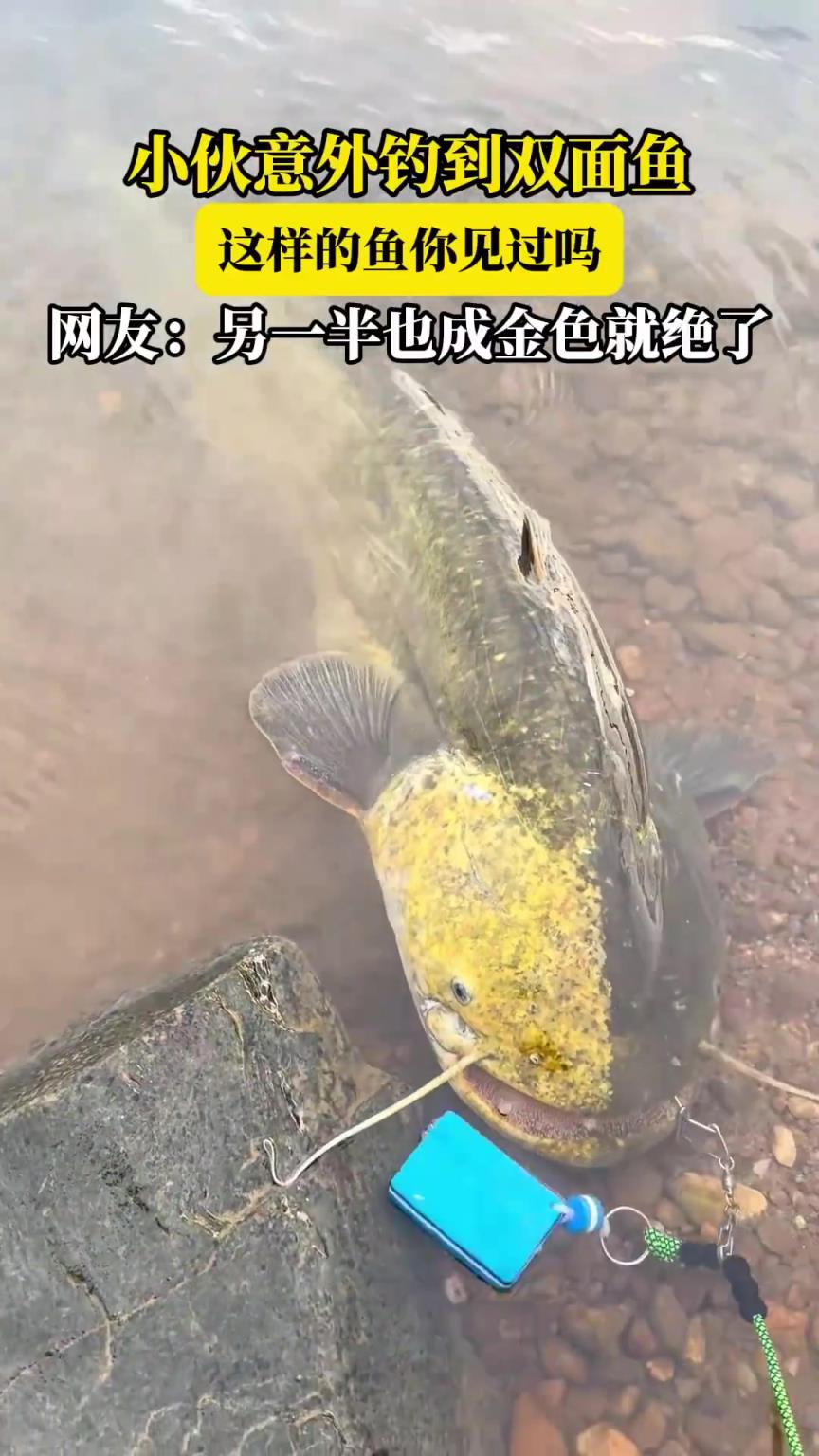 小伙钓到双面鱼，这样的鱼你见过吗，网友：另一半也成金色就绝了