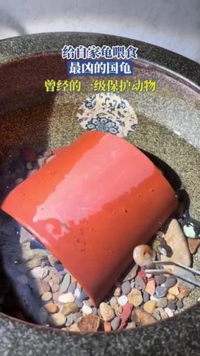 給自家龜喂食，最兇的國(guó)龜，曾經(jīng)的一級(jí)保護(hù)動(dòng)物