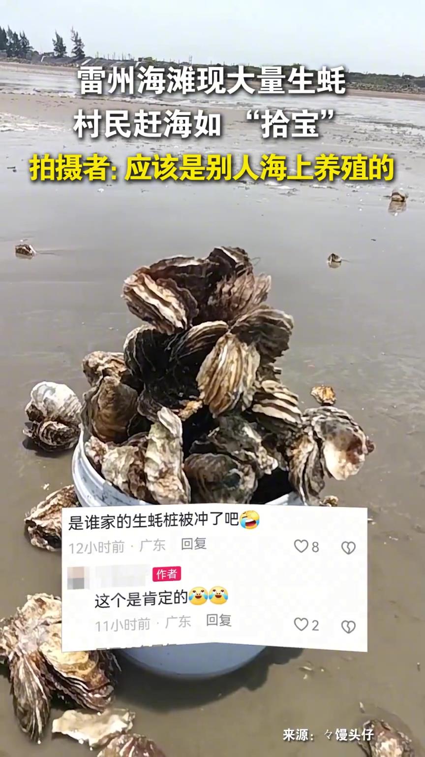 海灘現(xiàn)大量生蠔,村民趕海如 “拾寶”!!!