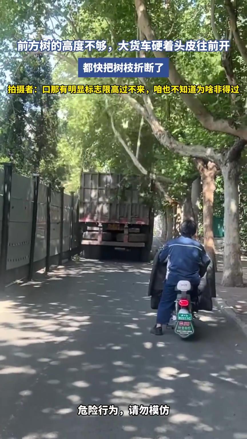 前方樹的高度不夠，大貨車硬著頭皮往前開