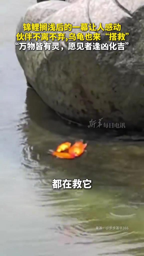 锦鲤搁浅后的一幕让人感动，伙伴不离不弃，乌龟也来“搭救”。