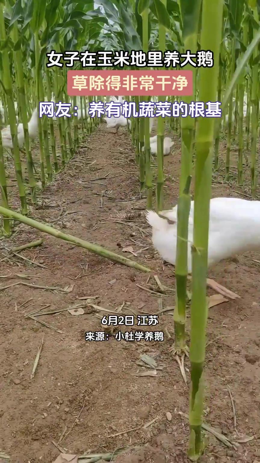 女子在玉米地里養(yǎng)大鵝，草除得非常干凈