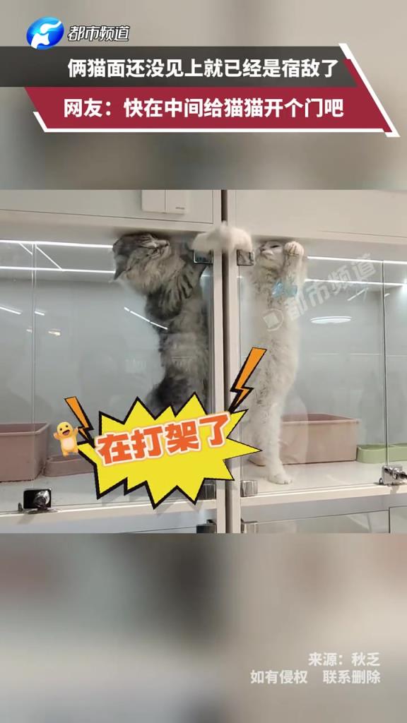 俩猫面还没见上就已经是宿敌了，网友：快在中间给猫猫开个门吧