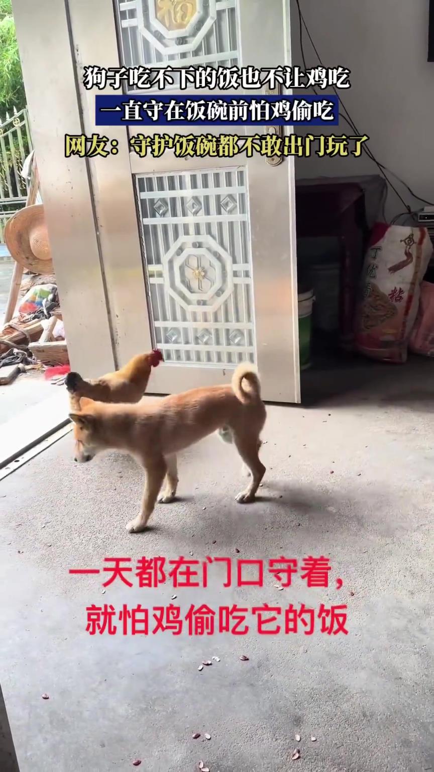 狗子吃不下的饭也不让鸡吃，一直守在饭碗前怕鸡偷吃