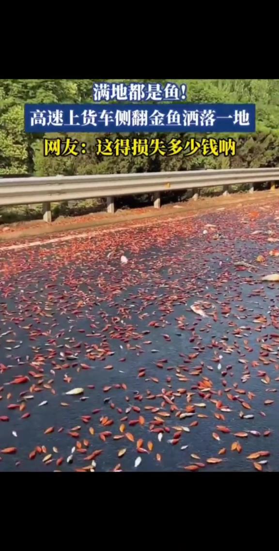 满地都是鱼,高速上货车侧翻金鱼洒落一地!