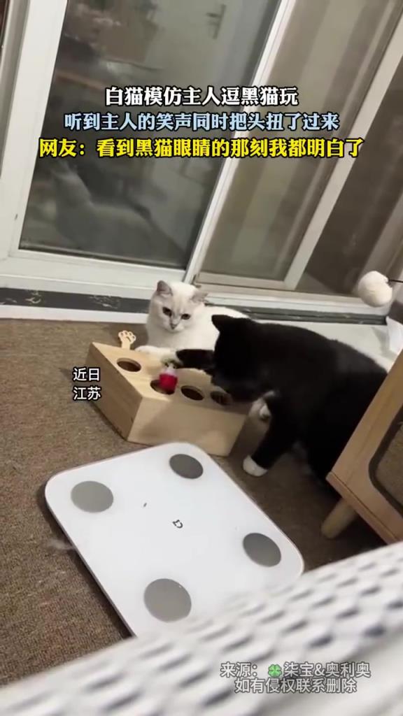 白貓模仿主人逗黑貓玩 看到黑貓眼睛的那刻我都明白了