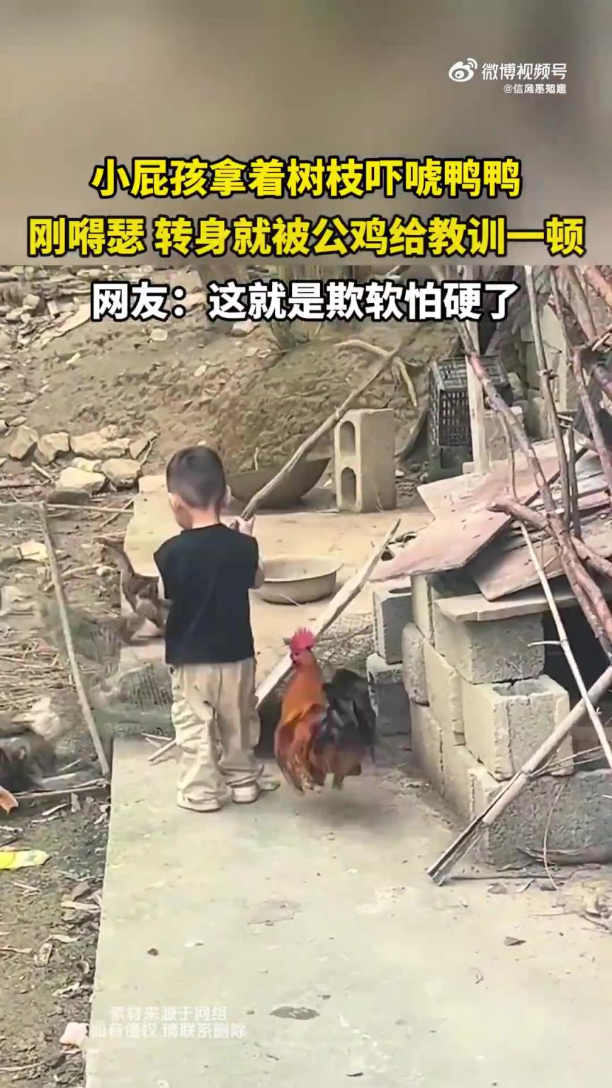 小屁孩持樹枝嚇唬鴨子，反遭公雞“教訓”