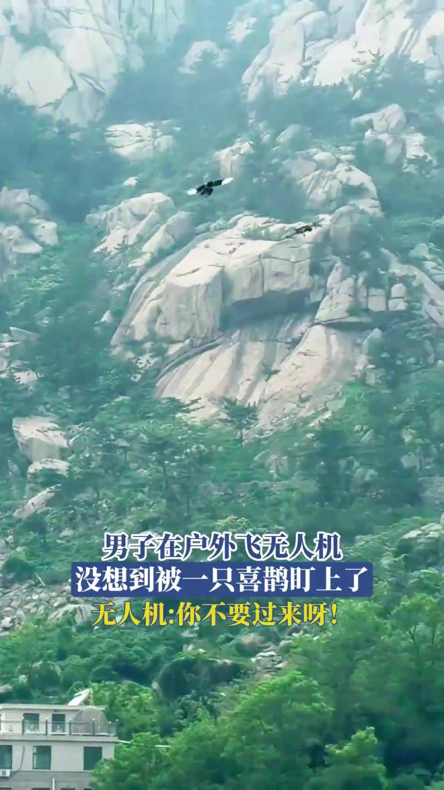 男子在户外飞无人机，没想到被一只喜鹊盯上了