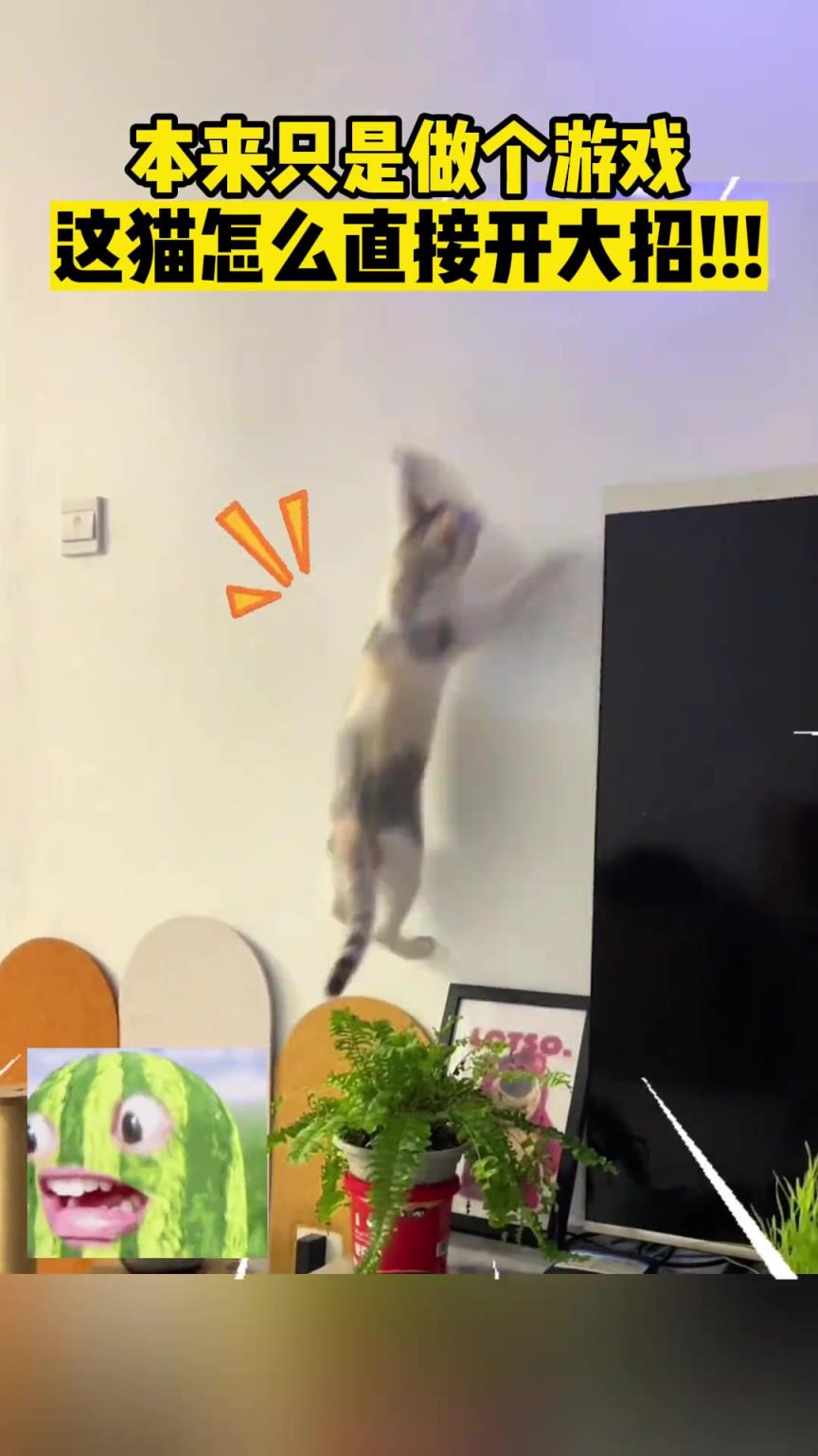 本来只是做个游戏，这猫怎么直接开大招!!!