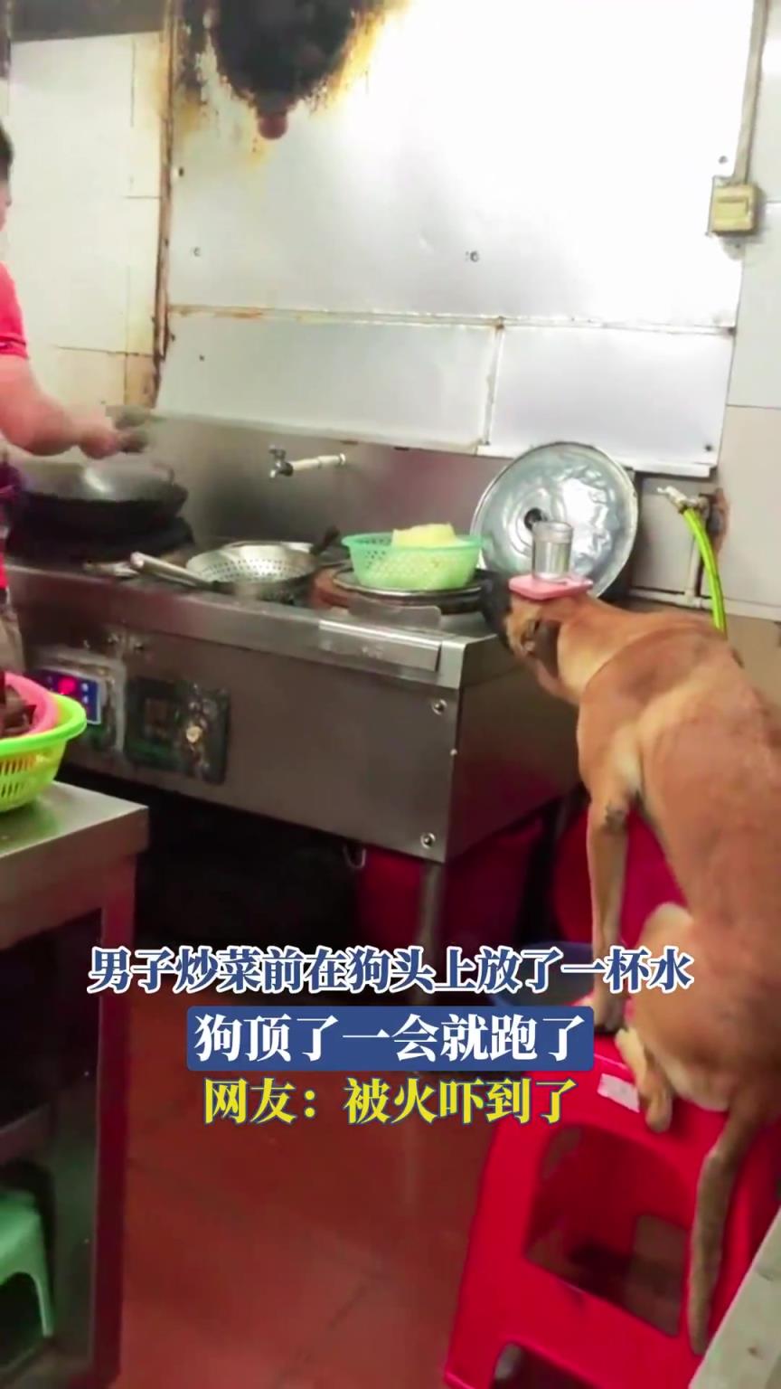 男子炒菜前在狗头上放了一杯水，狗顶了一会就跑了