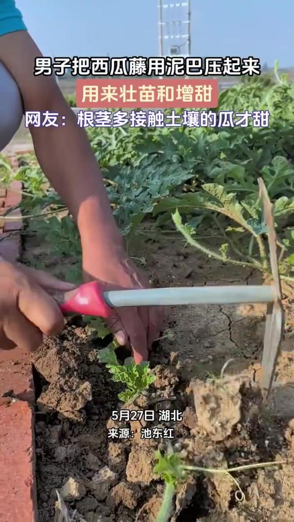 男子把西瓜藤用泥巴压起来 用来壮苗和增甜