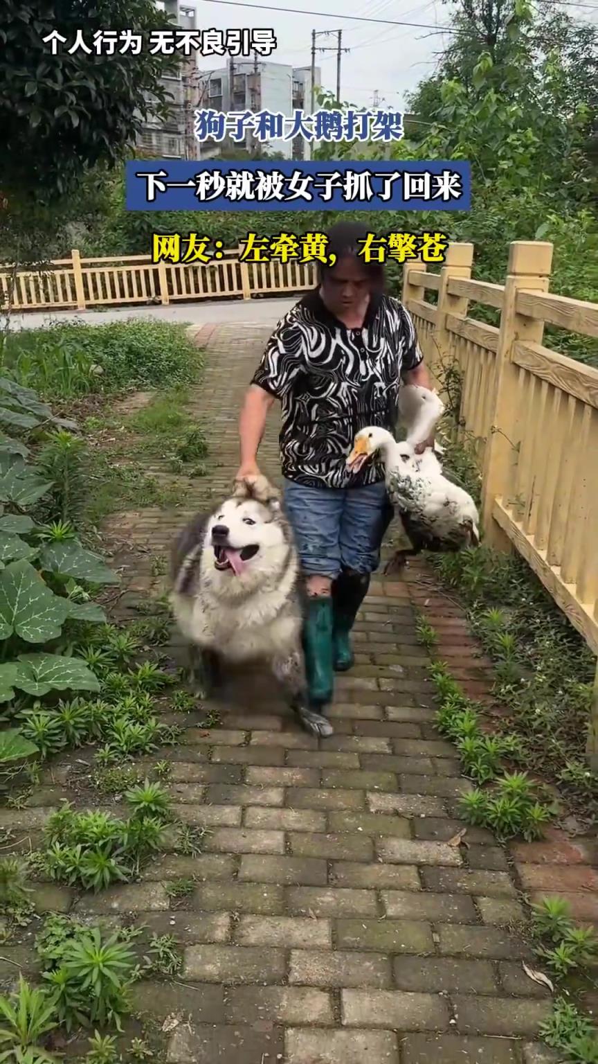 狗子和大鹅打架，下一秒就被女子抓了回来