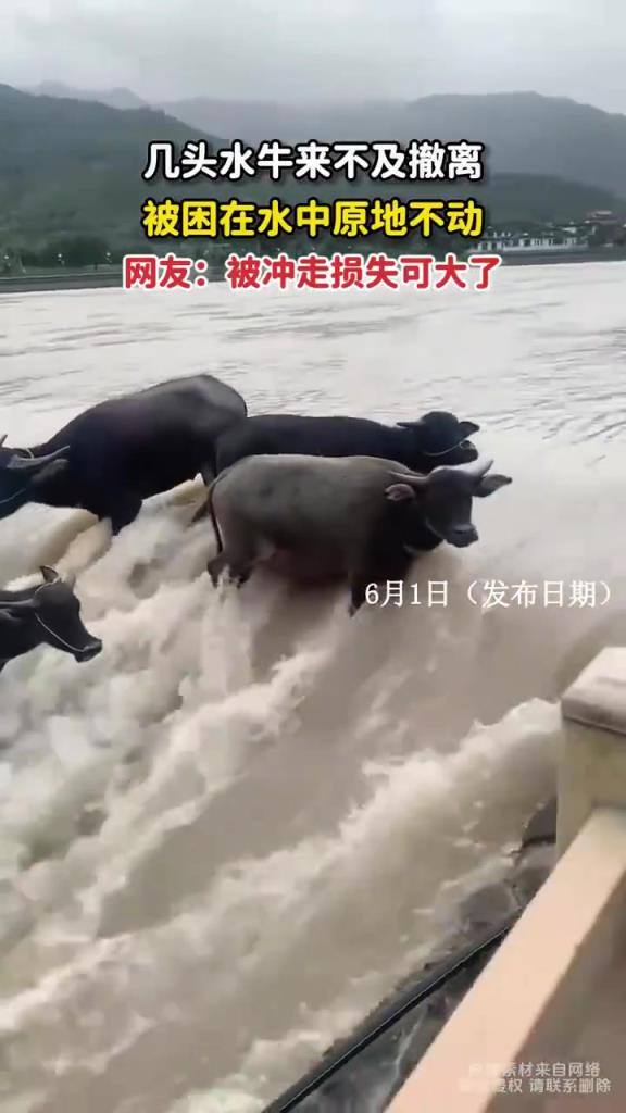 几头水牛来不及撤离，被困在水中原地不动！