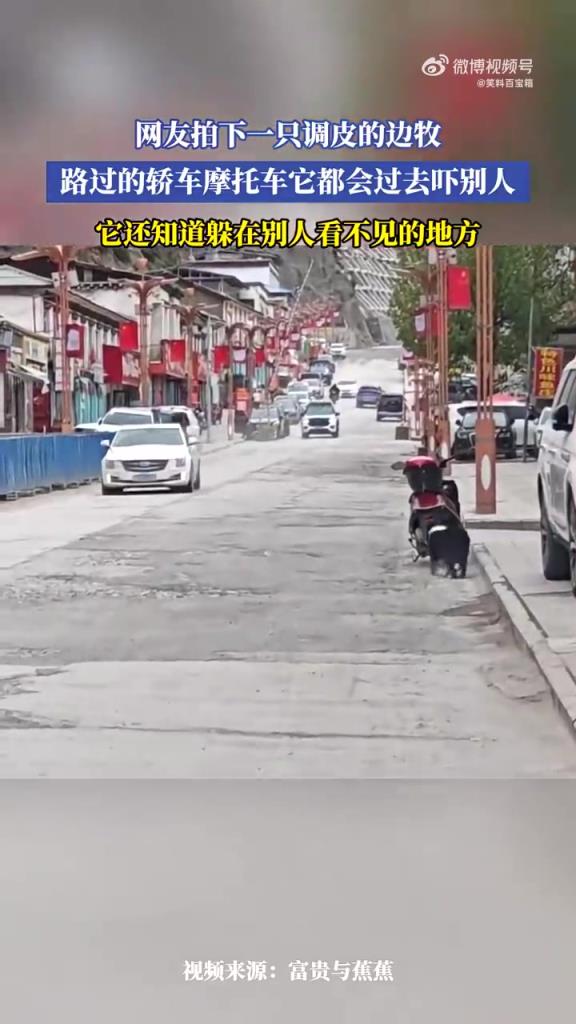 网友拍下一只调皮的边牧,路过的轿车摩托车它都会过去吓别人