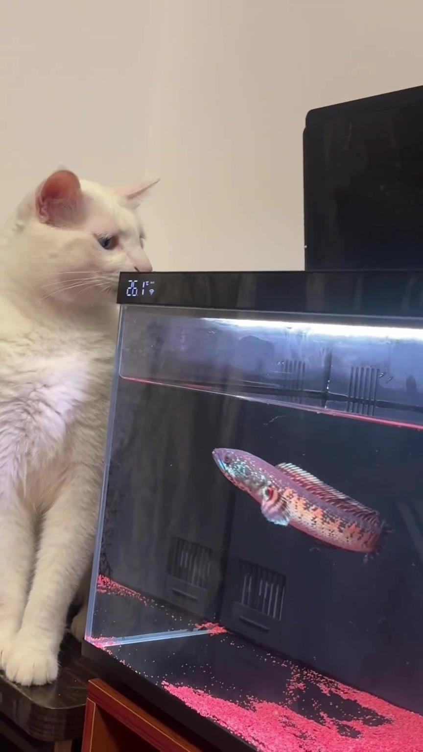 這是什么魚啊，好有攻擊力？