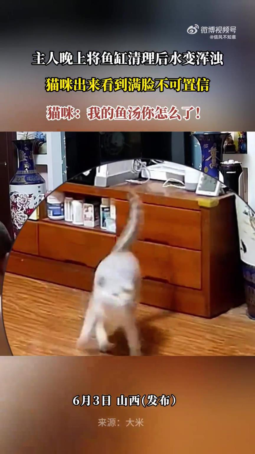 主人夜清魚(yú)缸后水變渾濁，貓咪見(jiàn)狀滿臉不可置信