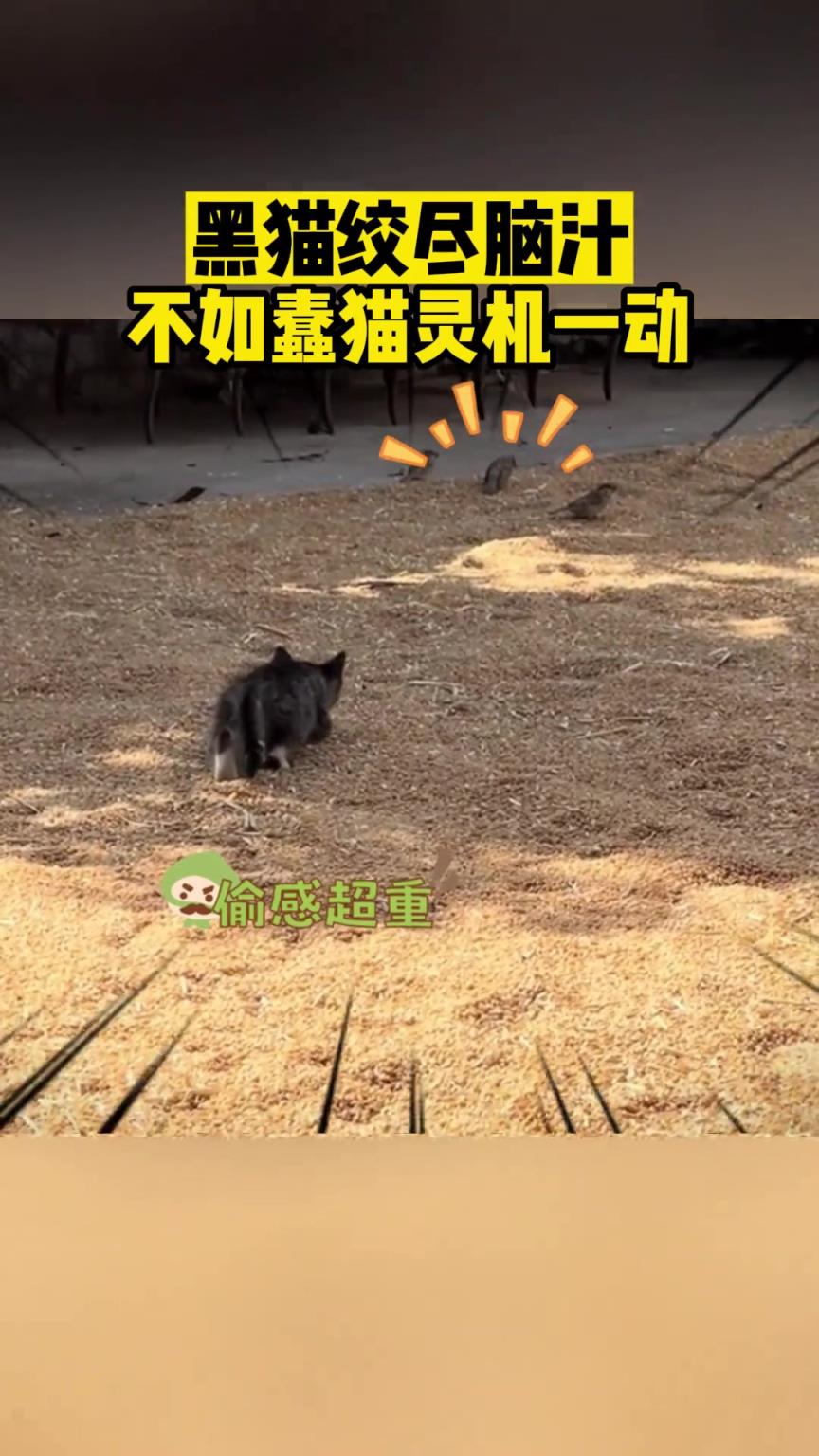 黑貓絞盡腦汁，不如蠢貓靈機一動！