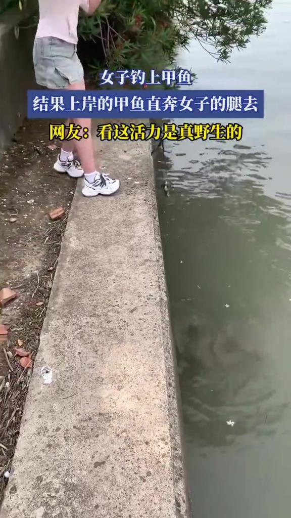 女子釣上甲魚，結果上岸的甲魚直奔女子的腿去