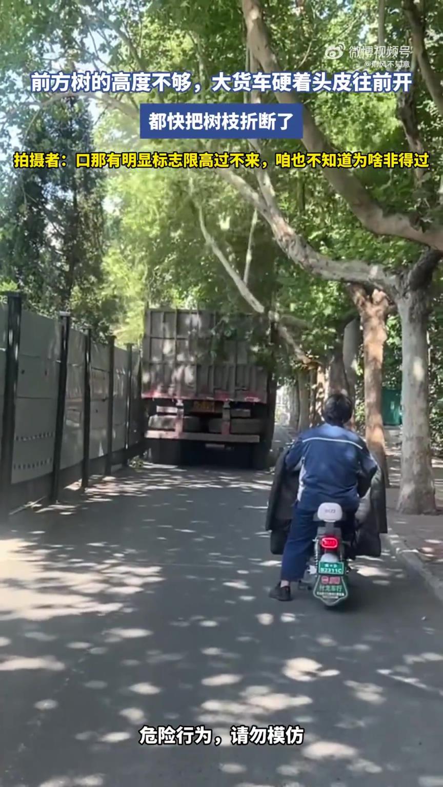 前方树矮，大货车仍冒险前行！