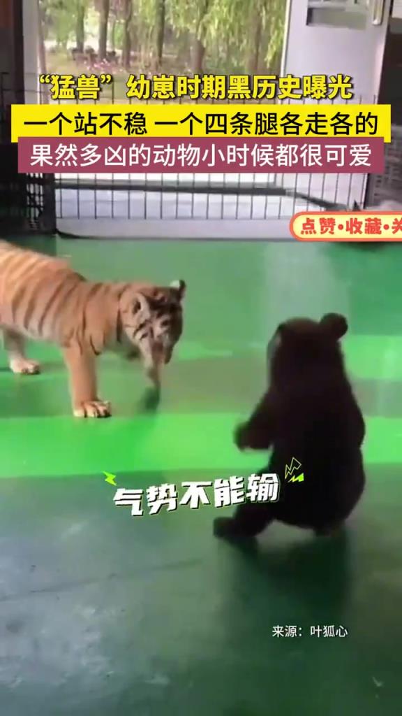 小老虎 猛兽幼崽黑历史曝光！四条腿各走各的萌翻天