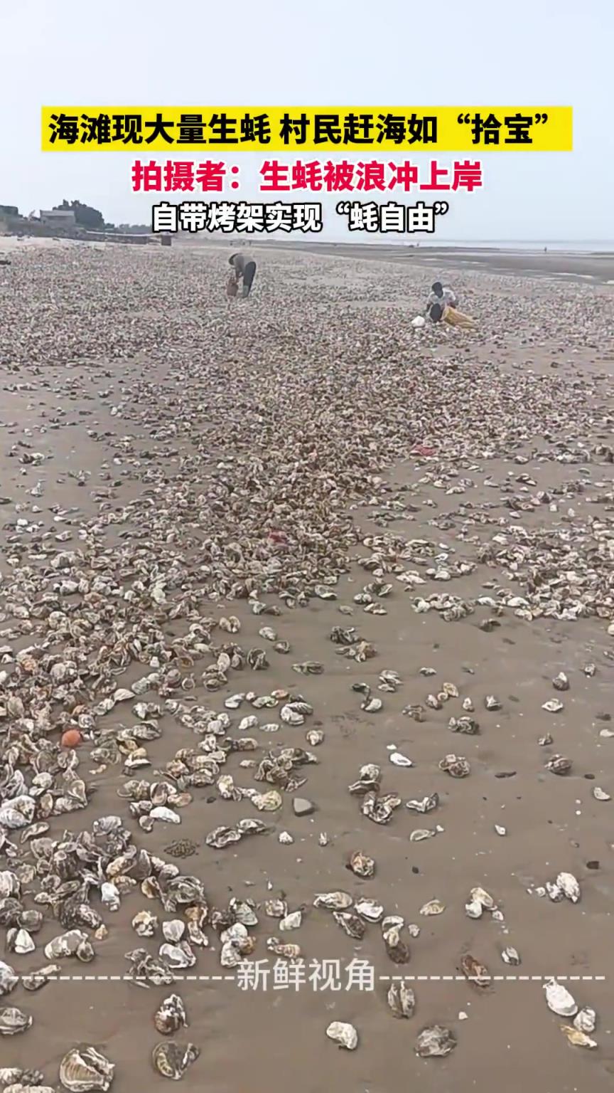 海灘現(xiàn)大量生蠔 村民趕海如“拾寶” 拍攝者：生蠔被浪沖上岸