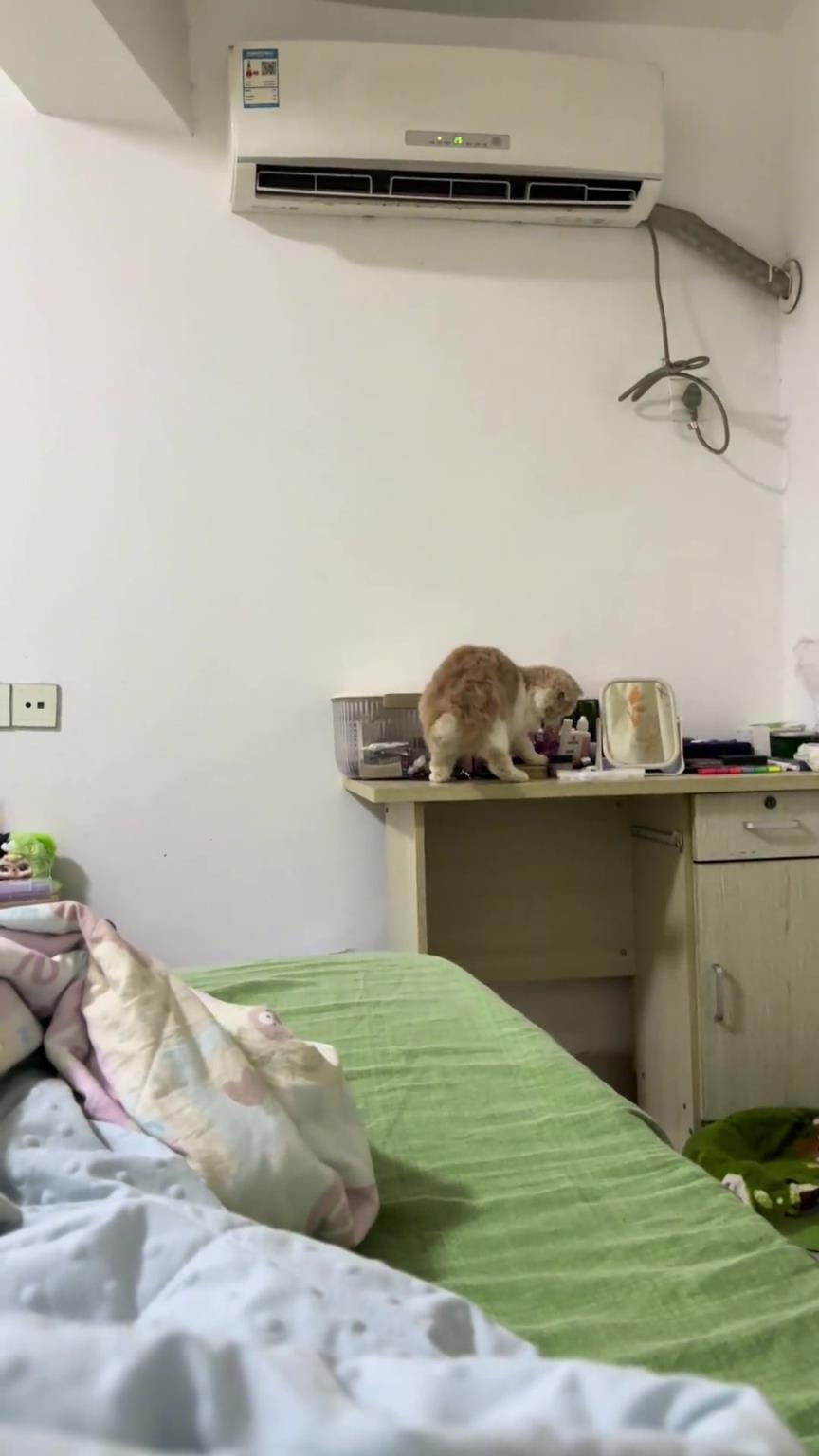 貓：幸虧我三腳貓功夫敏捷 不然下一秒就要被死娘們挨揍