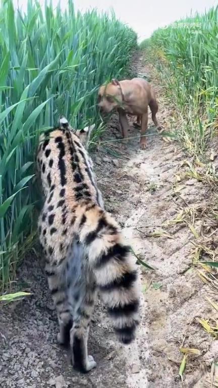 猫这么厉害？比特犬都怕它4！