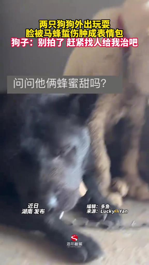 兩只狗狗外出玩耍，臉被馬蜂蜇傷腫成表情包