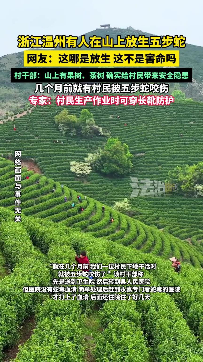 浙江溫州有人在山上放生五步蛇