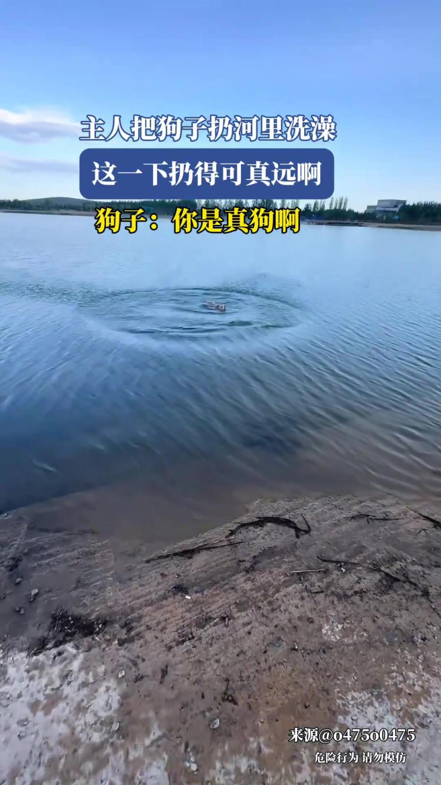 主人把狗子扔河里洗澡，这一下扔得可真远啊