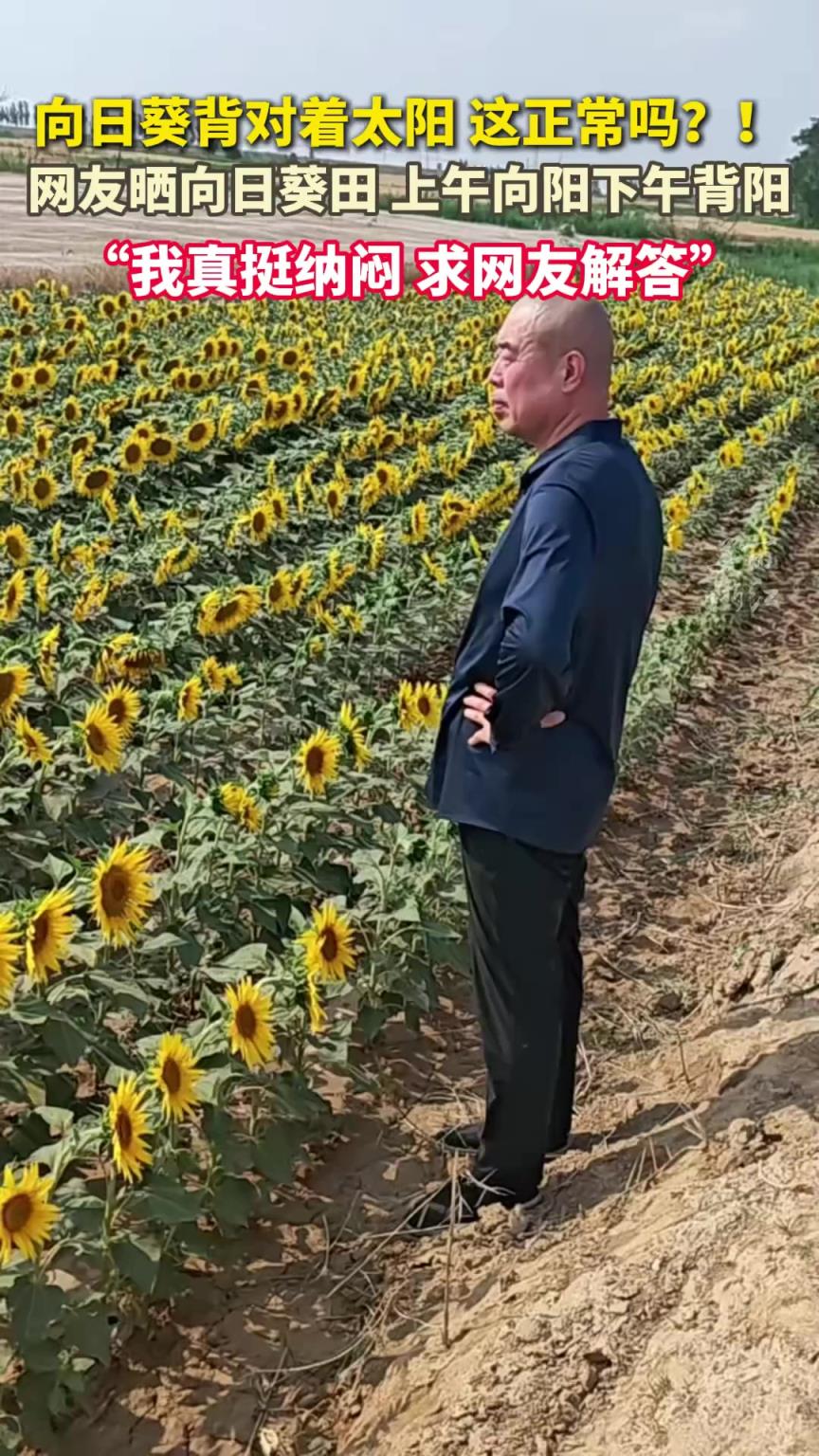 求解答！網友曬向日葵上午向陽下午背陽 ：真挺納悶的！