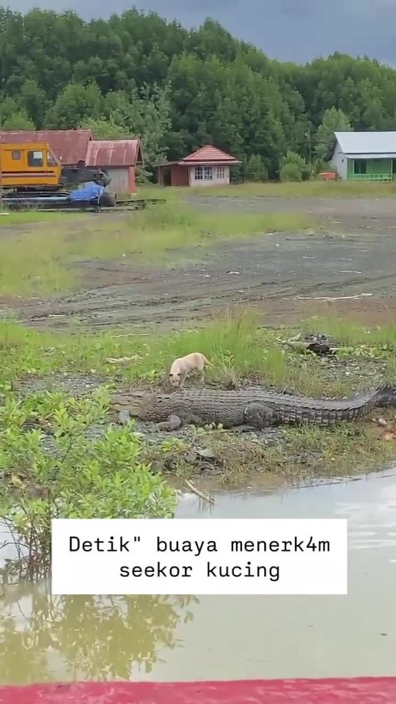 这狗看到鳄鱼不跑还上去咬？
