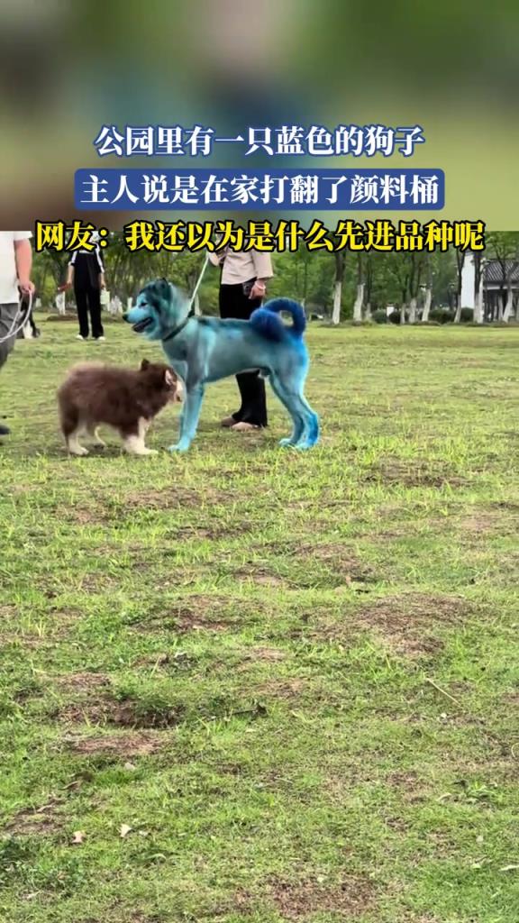 公园里有一只蓝色的狗子
