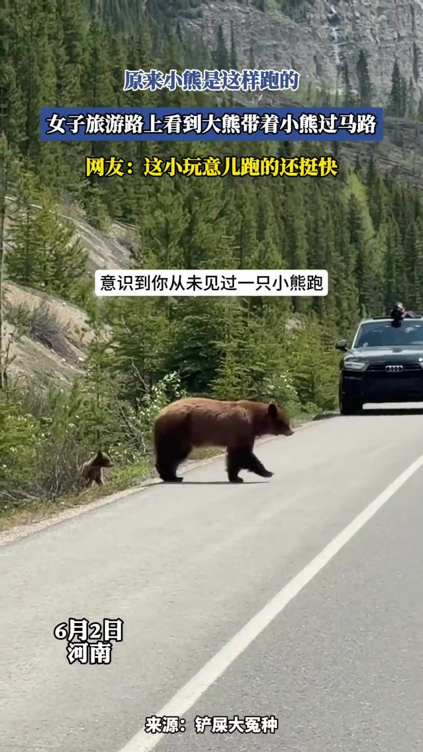 女子旅游路上看到大熊帶著小熊過馬路！原來小熊是這樣跑的啊