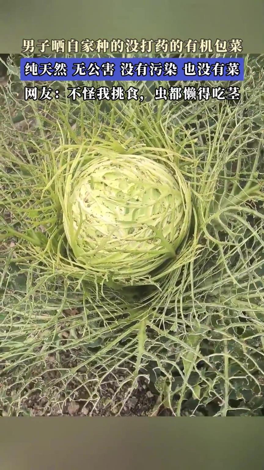 男子曬自家種的沒打藥的有機(jī)包菜