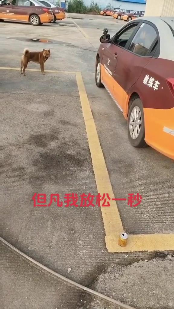 狗教练：你看，我就放松了一秒，你就出错