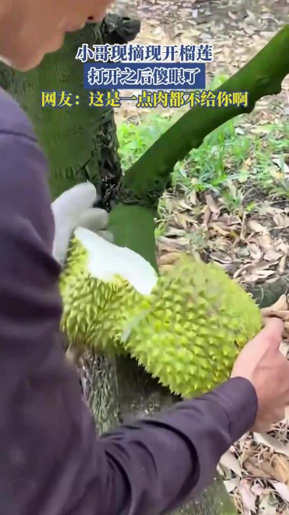 小哥現(xiàn)摘現(xiàn)開榴蓮，打開之后傻眼了