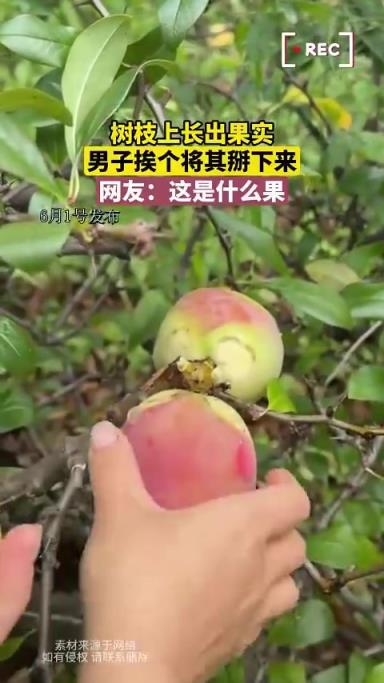 樹枝上長出果實，男子挨個將其掰下來，網友：這是什么果