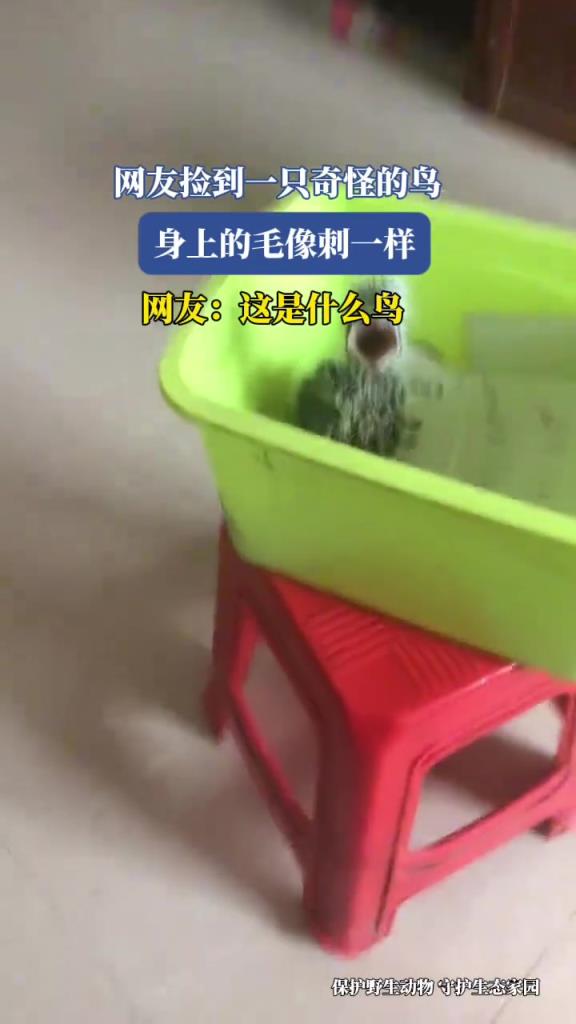网友捡到一只奇怪的鸟，身上的毛像刺一样