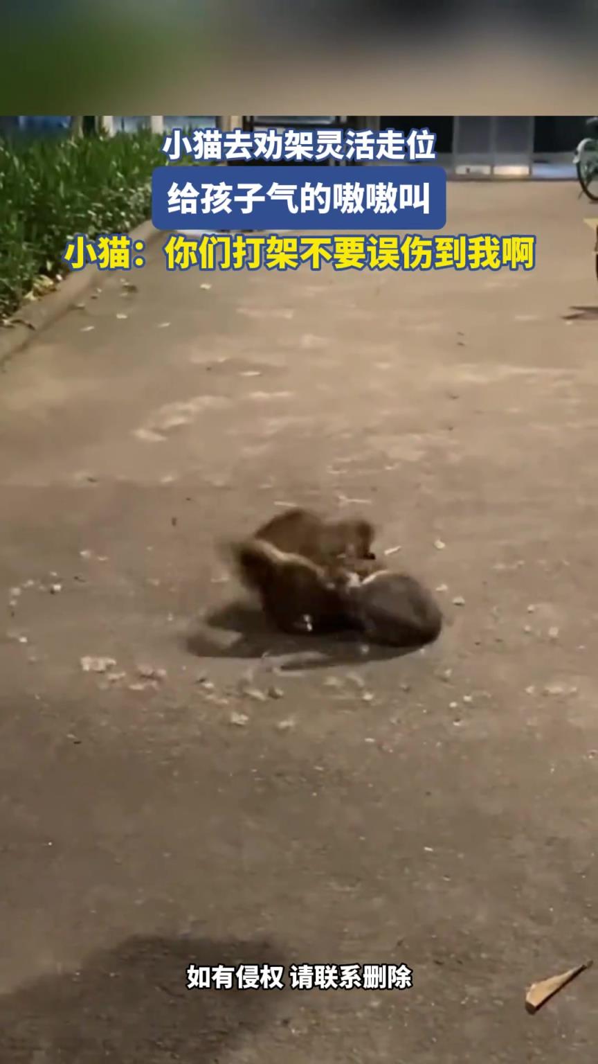 小猫去劝架灵活走位，给孩子气的嗷嗷叫