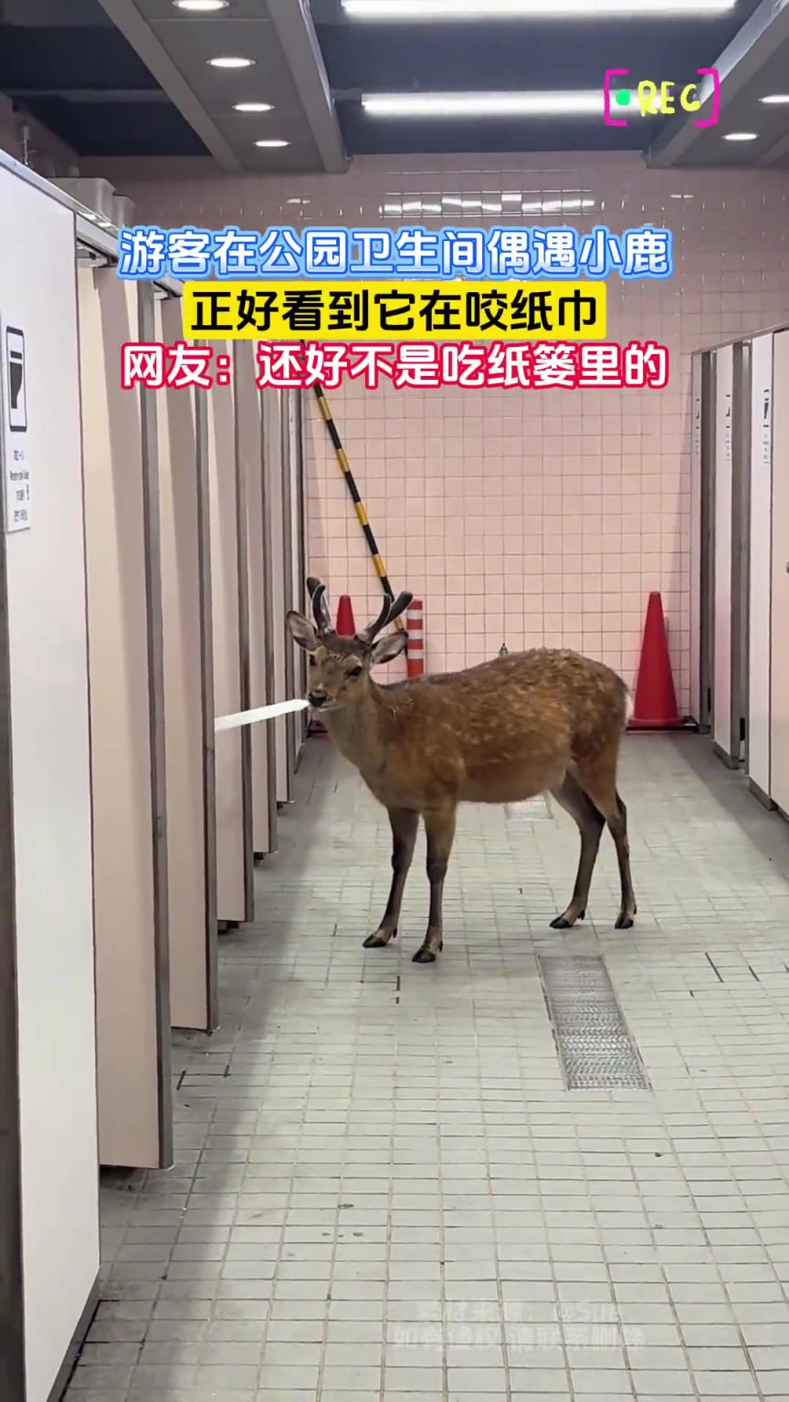 游客在公園衛(wèi)生間偶遇小鹿，正好看到它在咬紙巾