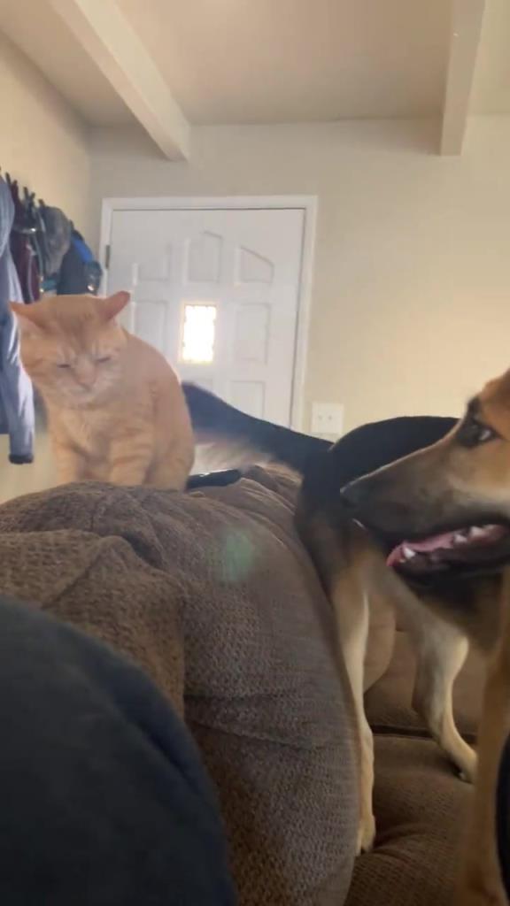 猫咪在窝囊和生气之间选了生窝囊气