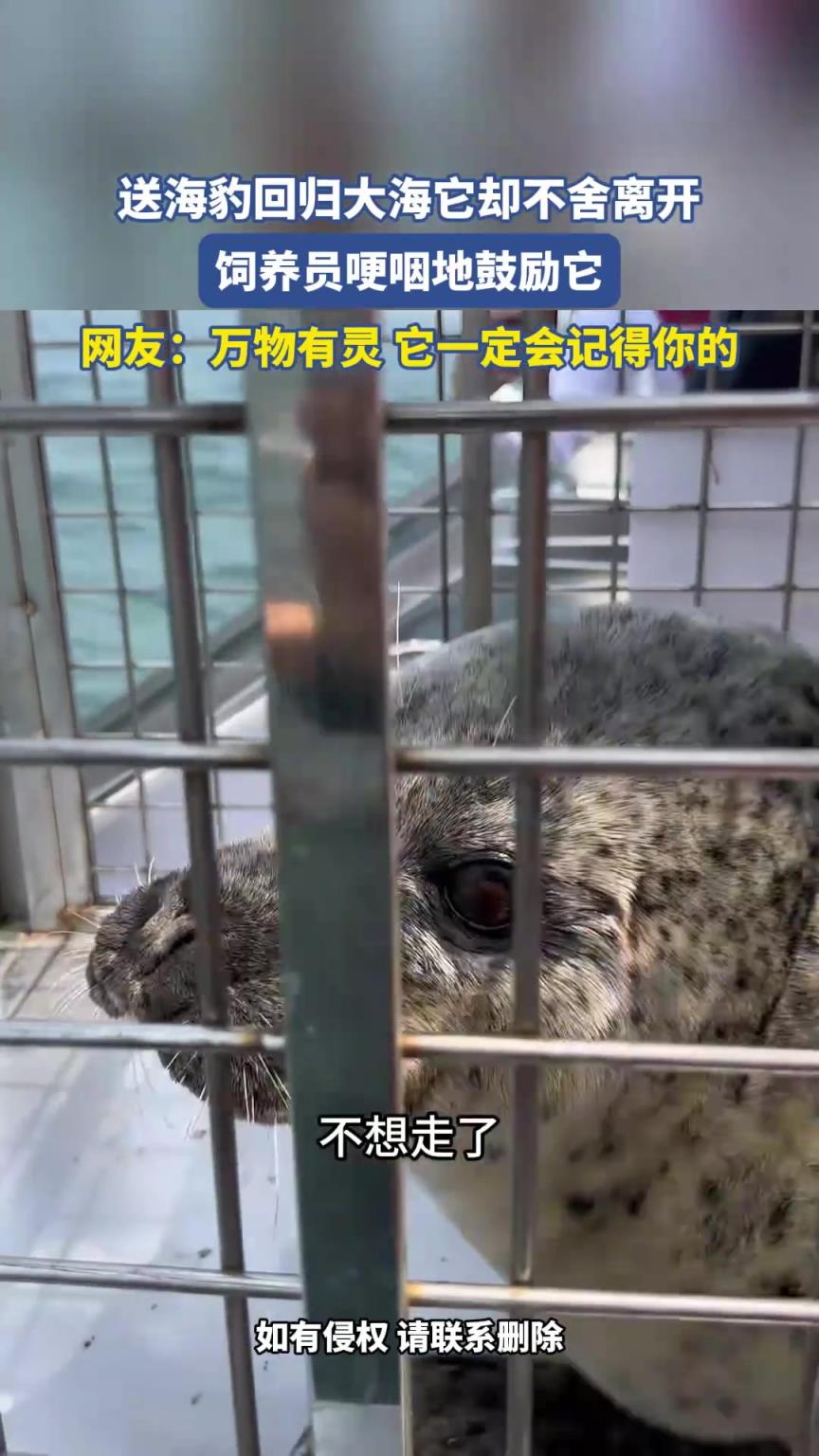 送海豹回归大海它却不舍离开，饲养员哽咽地鼓励它