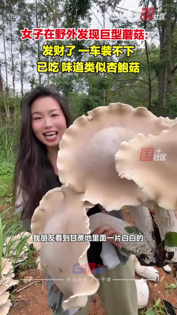 女子在野外發現巨型蘑菇：第一次見這么大的，一車裝不下