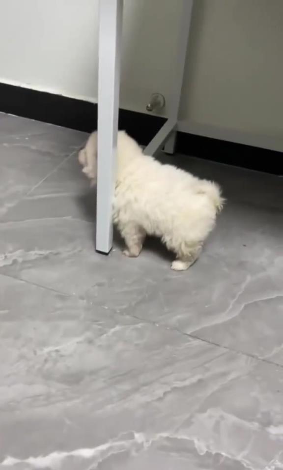 狗子卡桌底下出不来！这么蠢要不换一只吧