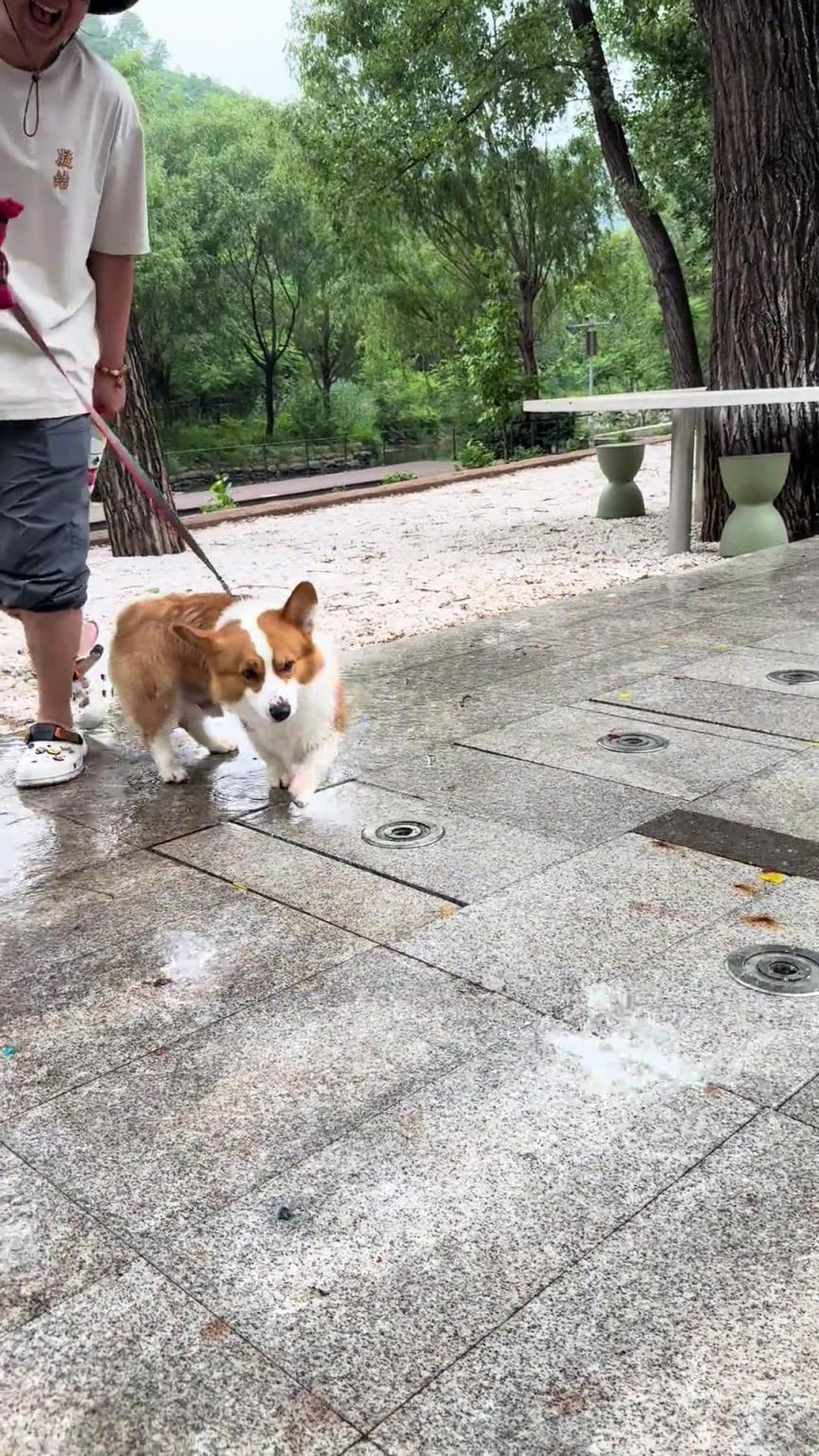 柯基：突然后面一涼，不會(huì)是我要尿尿了吧